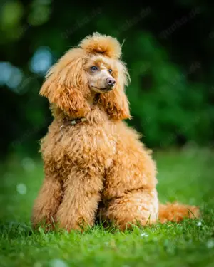 Deckrüde Zwergpudel Kleinpudel rot, vererbt auch tan, Laboklin, Intern. Champion, Best of Show u.a.  Bild 6