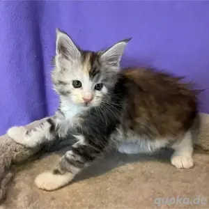 Maine-Coon-Kätzchen verfügbar.WhatsApp (15510055069)