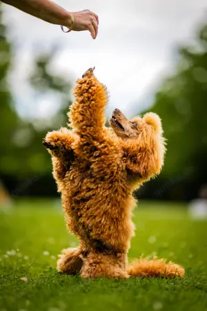 Deckrüde Zwergpudel Kleinpudel rot, vererbt auch tan, Laboklin, Intern. Champion, Best of Show u.a.  Bild 3