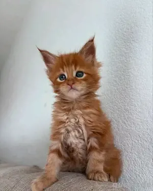 Maine-Coon-Kätzchen verfügbar. Bild 2