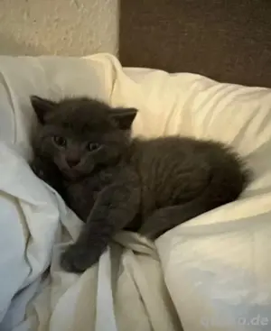 Der letzte süße BKH Kitten Kater sucht ab Mitte Juli ein neues zu Hause! Bild 2