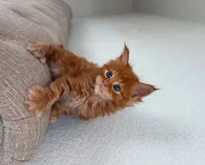 Maine-Coon-Kätzchen verfügbar.