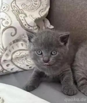 Der letzte süße BKH Kitten Kater sucht ab Mitte Juli ein neues zu Hause! Bild 3