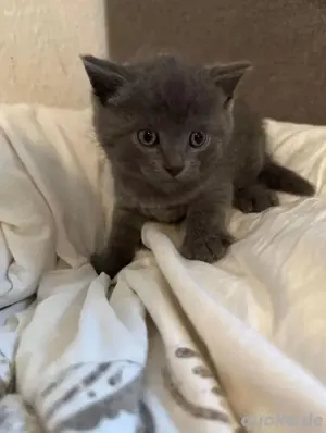 Der letzte süße BKH Kitten Kater sucht ab Mitte Juli ein neues zu Hause!