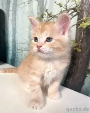 Maine-Coon-Kätzchen verfügbar.WhatsApp (15510055069)