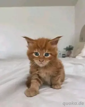 Maine-Coon-Kätzchen verfügbar.WhatsApp (15510055069)