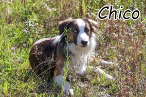 Zuhause gesucht für Chico, in dem er geschätz wird, für das was er ist!
