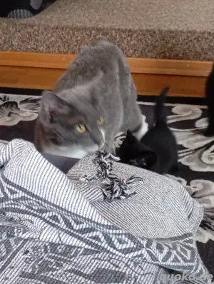 kitten Weibchen  Bild 3