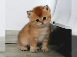 Reinrassige BKH-Katze