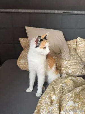 katze 1,5 jahre sucht ein neues zuhause 
