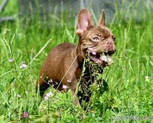 Französische Bulldogge chocolate 