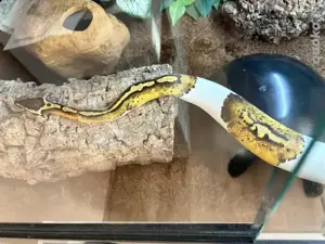 1,0 Pastel Piebald Königspython DNZ 23  Bild 2
