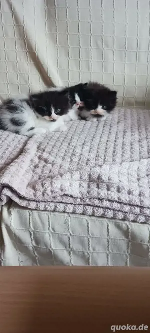 3 Persermix Kitten Dalmatiner