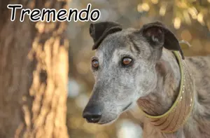 Hat die Tierheimzeit für Tremendo nun endlich ein Ende?