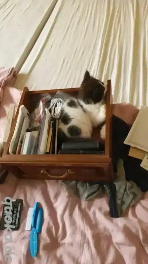 3 Persermix Kitten Dalmatiner Bild 2