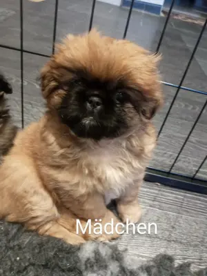 Pekinese -welpen Hündin und Rüde