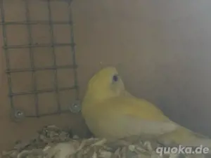 singsittiche