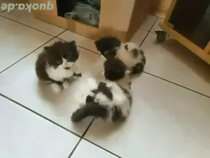 3 Persermix Kitten Dalmatiner Bild 3