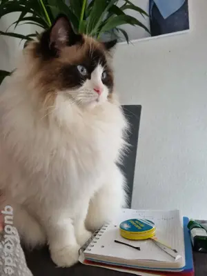 Ragdoll Katzenpärchen