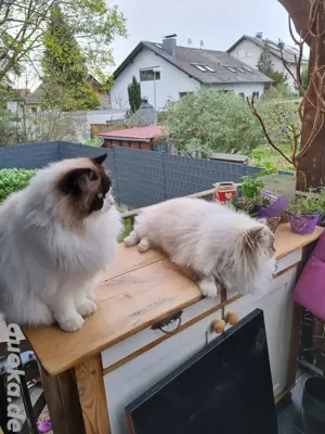 Ragdoll Katzenpärchen Bild 3