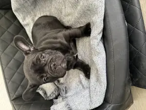Französische Bulldogge Welpe