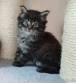 Zauberhafte norwegische Waldkatzen Kitten 