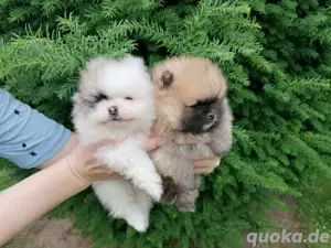 Wunderschöne Pomeranian ( Boo) Zwergspitz Welpen 