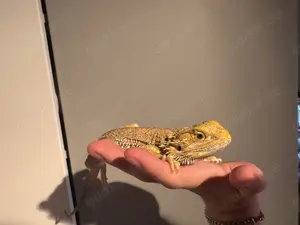 Bartagame Pogona Vicciteps 1,5 Jahre (männlich)