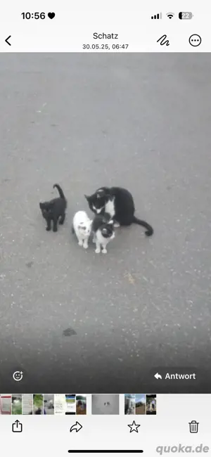 kleine Katzenbabys