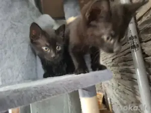 Babykatze 