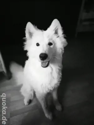 Samojede Hündin
