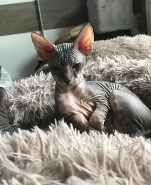 Wunderschönen Sphynx Mädchen 