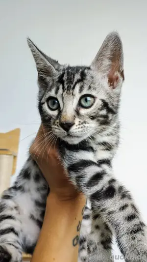 Reinrassige Bengal-Kitten mit Stammbaum 