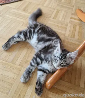 Reinrassiger Maine Coon Kitten "Ich bin noch da!!!!!"   