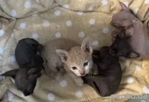 Spynx kanadische kitten 