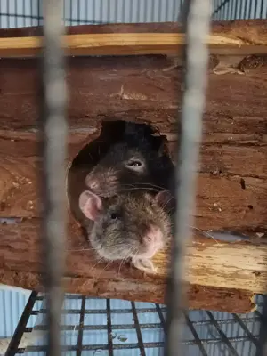 Ratten Mädchen 1Jahr alt