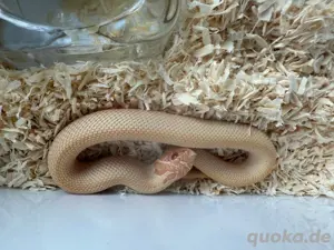 Heterodon nasicus Hakennasennattern
