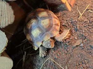 Spornschildkröten (ca. 1 Jahr) mit komplettem Terrarium und Zubehör zu verkaufen