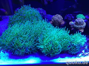 Euphyllia glabrescens Torch Korallen Meerwasser Bild 3