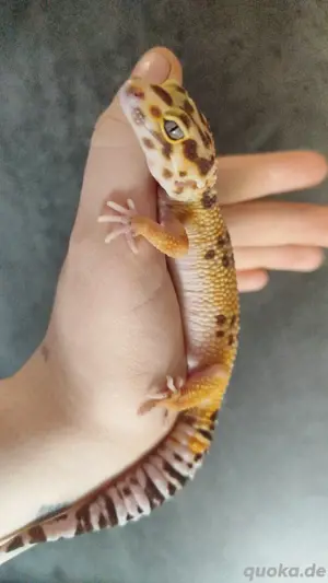 Leopardgecko Männchen 
