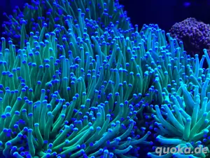 Euphyllia glabrescens Torch Korallen Meerwasser Bild 4