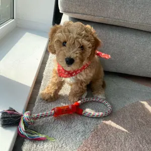 Cavapoo Welpen