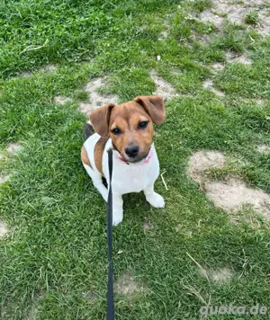 jack russel mädchen 