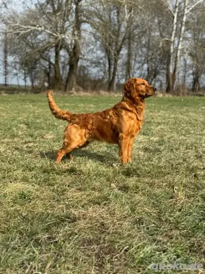 Golden Retriever Deckrüde