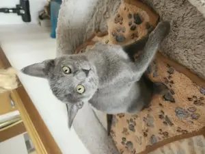 Katze Mix zu verkaufen 