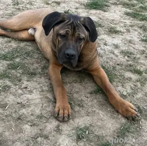 cane corso rüde 