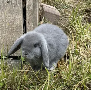 Minilop - Zwergwidder  Bild 2