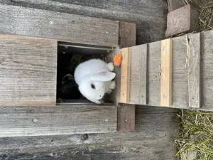 Minilop - Zwergwidder  Bild 6