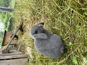 Minilop - Zwergwidder  Bild 5