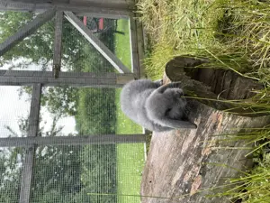 Minilop - Zwergwidder  Bild 7